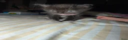 Mixed Breed cats for sale: RARE Gorgeous ScottishFold&British ShortHair  - Advert 19
