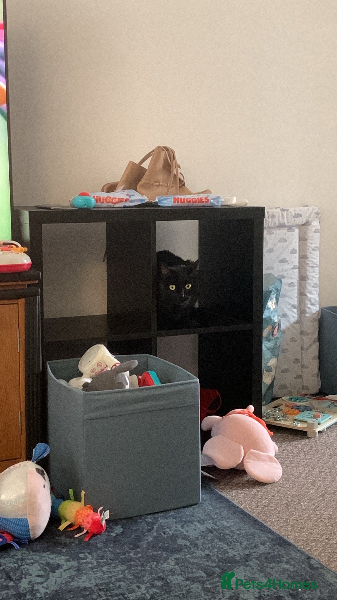Domestic Shorthair cats for sale: Donnie, loving boy - Image 4