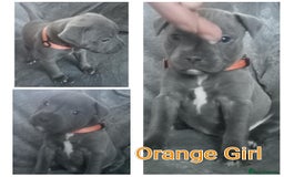 Staffordshire Bull Terrier dogs for sale: Blue Staffs Puppies - Image 2
