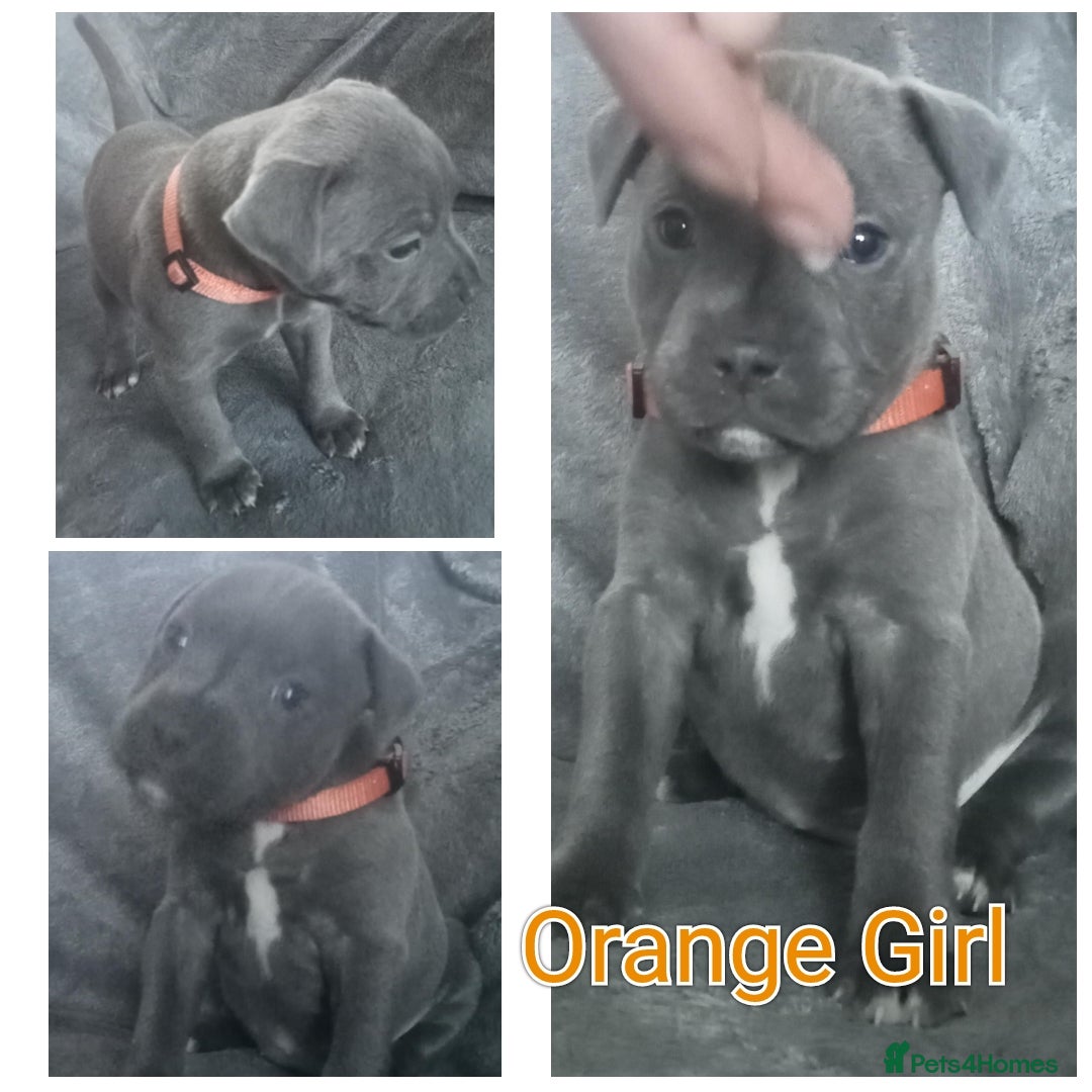 Staffordshire Bull Terrier dogs for sale: Blue Staffs Puppies - Image 2