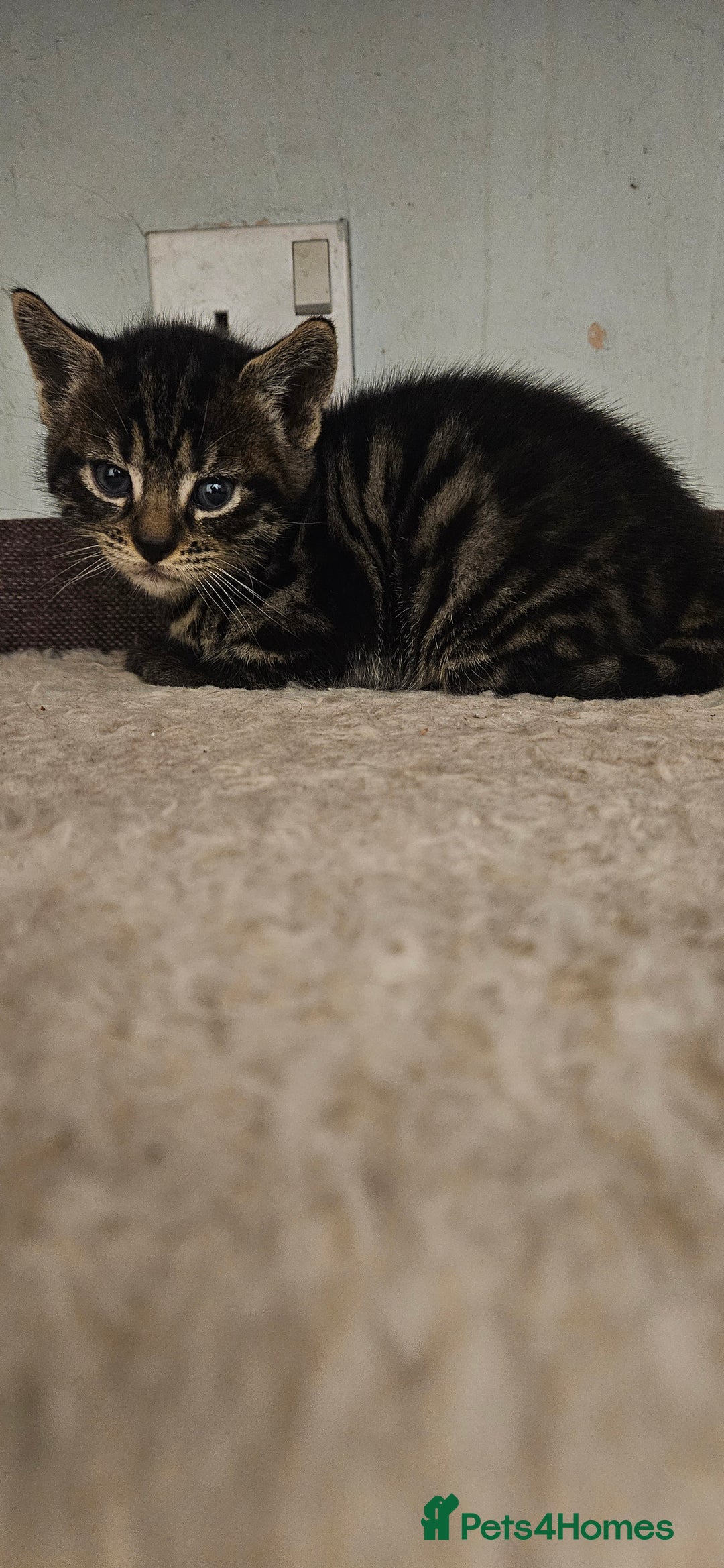 Bengal cats for sale: Kittys:Bengal+British parents  - Advert 2