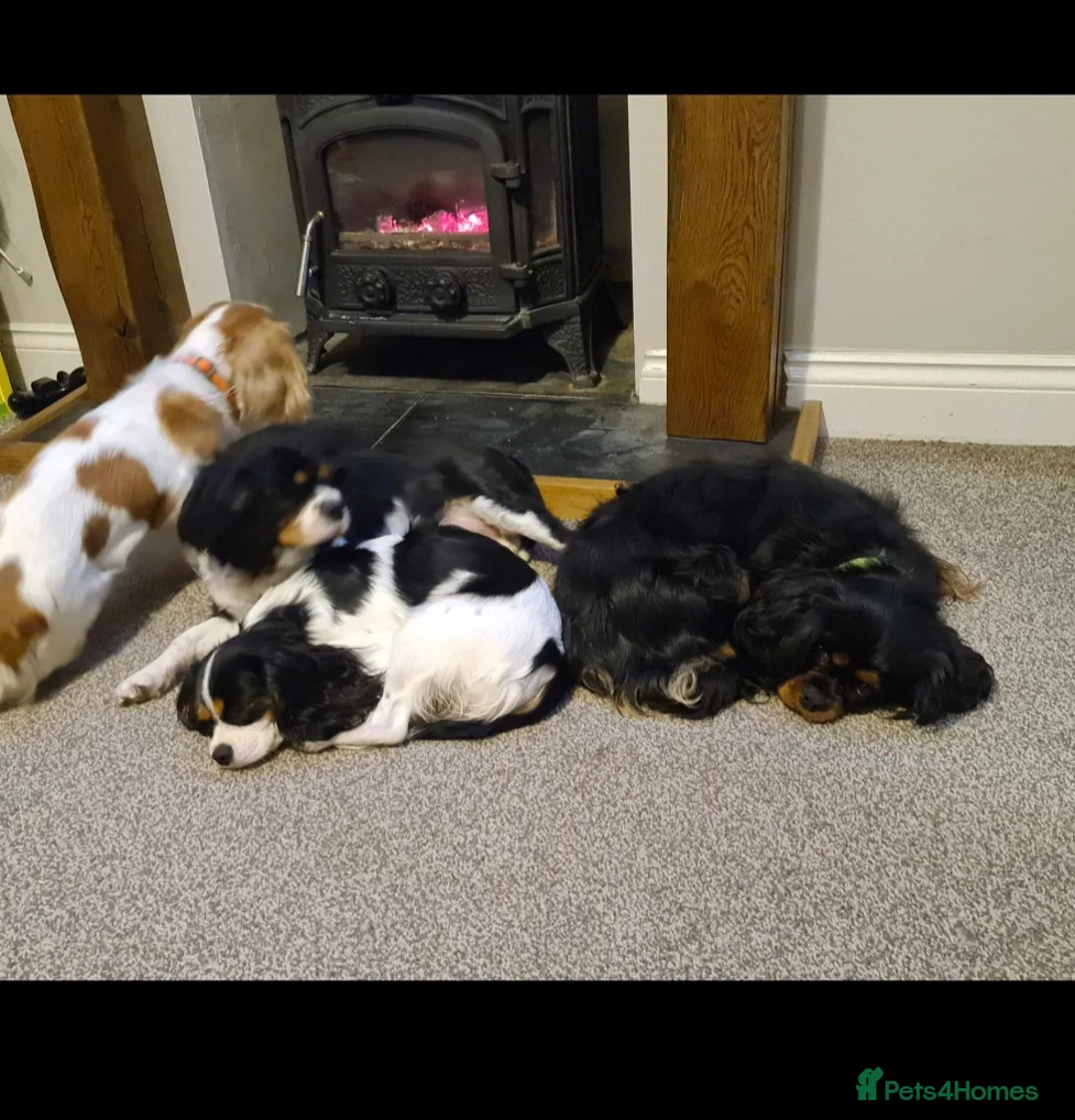 Cavapoo dogs for sale: 🩷🩵SMALL TOY🐶CAVAPOO PUPS🐶HEALTH DNA TESTED🩵🩷 - Advert 32