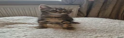 Mixed Breed cats for sale: Maine coon cross Persian  - Advert 9