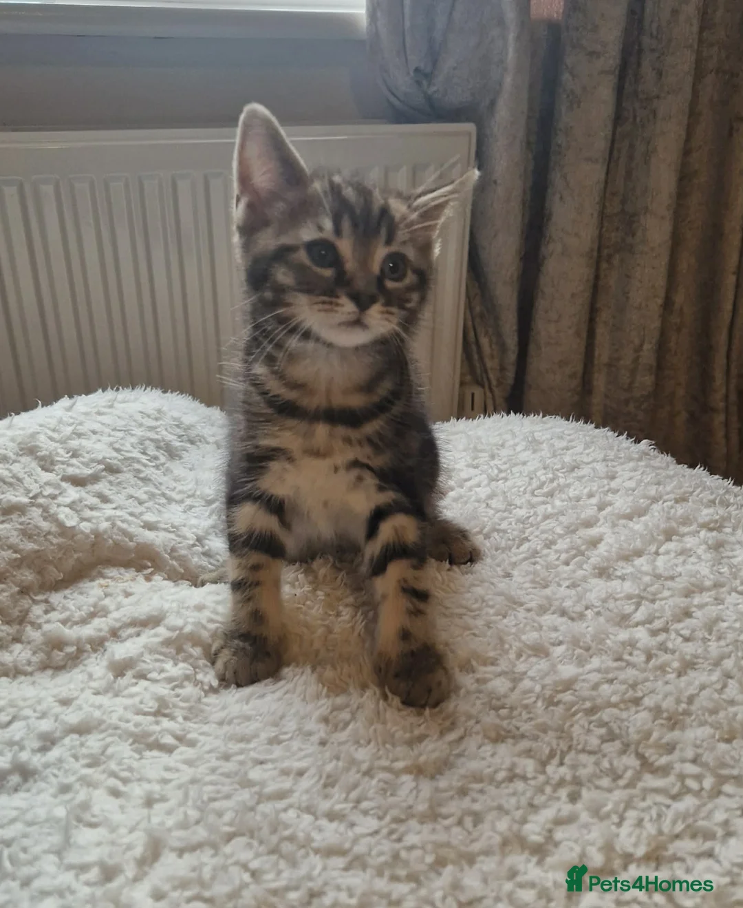 Mixed Breed cats for sale: Maine coon cross Persian  - Advert 9