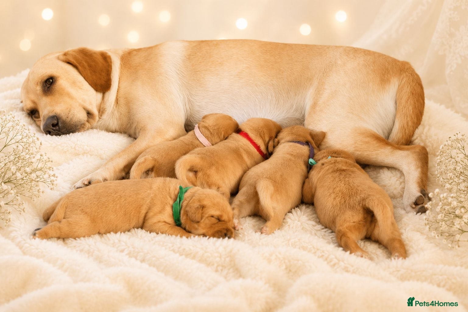 Labrador Retriever dogs Labrador Retriever  - Advert 17