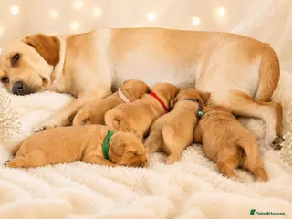 Labrador Retriever dogs Labrador Retriever - Advert 1