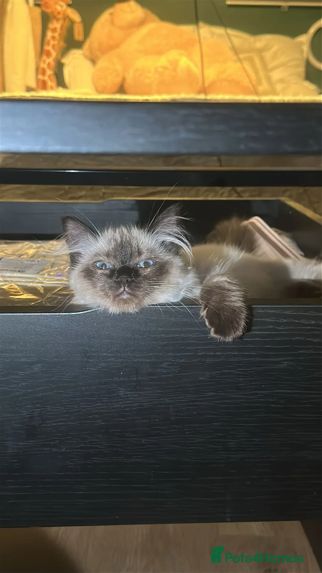 Ragdoll cats for sale: White with black Ragdoll kitten  - Advert 3