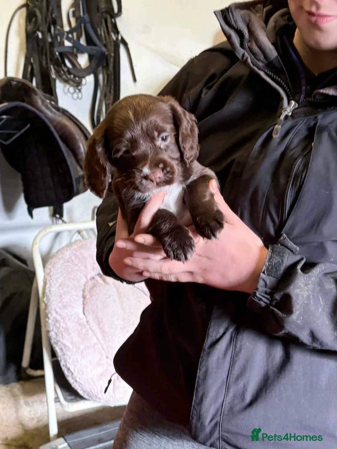 Cocker Spaniel dogs for sale: Beautiful working cocker spaniel puppies  - Advert 14
