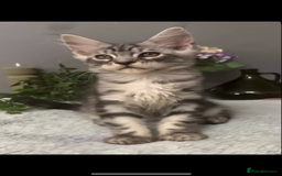 Maine Coon cats for sale: Maine coon kittens TICA registered  - Image 26