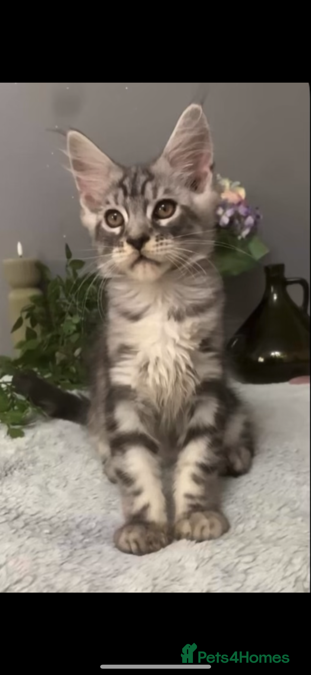 Maine Coon cats for sale: Maine coon kittens TICA registered  - Image 26