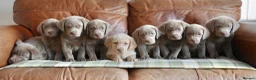 Labrador Retriever dogs for sale: Stunning Health Tested Silver Labrador Puppies - Advert 1