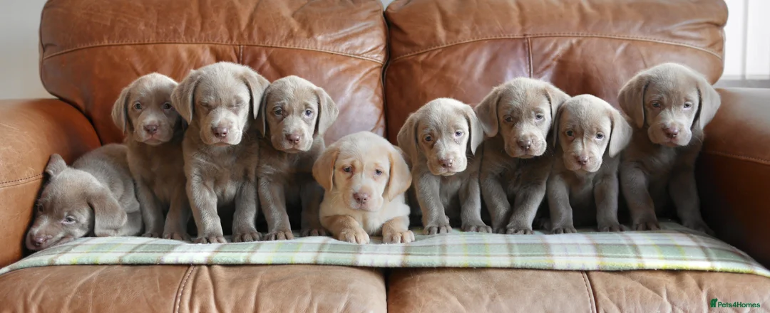 Labrador Retriever dogs for sale: Stunning Health Tested Silver Labrador Puppies - Advert 1
