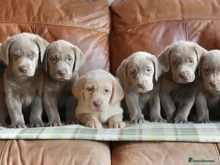 Labrador Retriever dogs Stunning Health Tested Silver Labrador Puppies - Advert 11