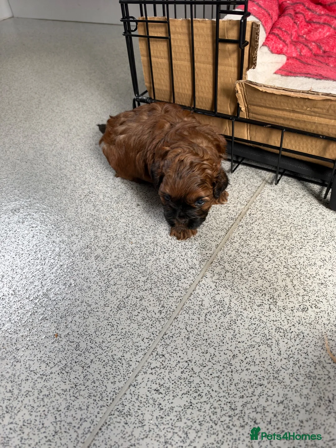 Shihpoo dogs for sale: Shihpoo in Caernarfon - Advert 6