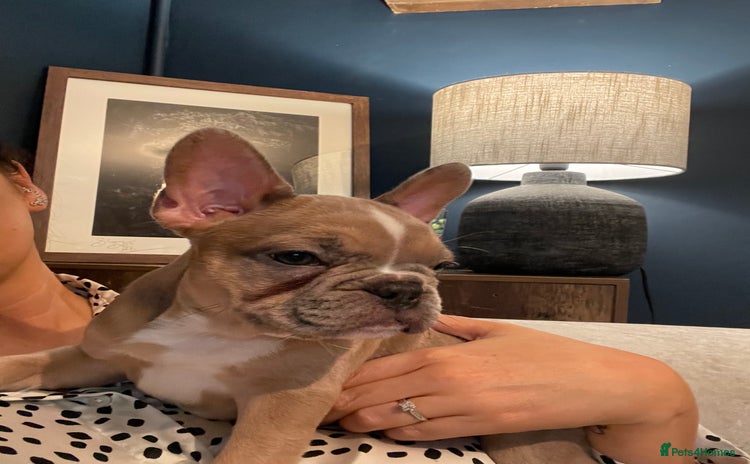 French Bulldog dogs - Advert 6