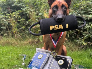 Belgian Shepherd Dog dogs Health tested KC Belgian Malinois for stud - Advert 1