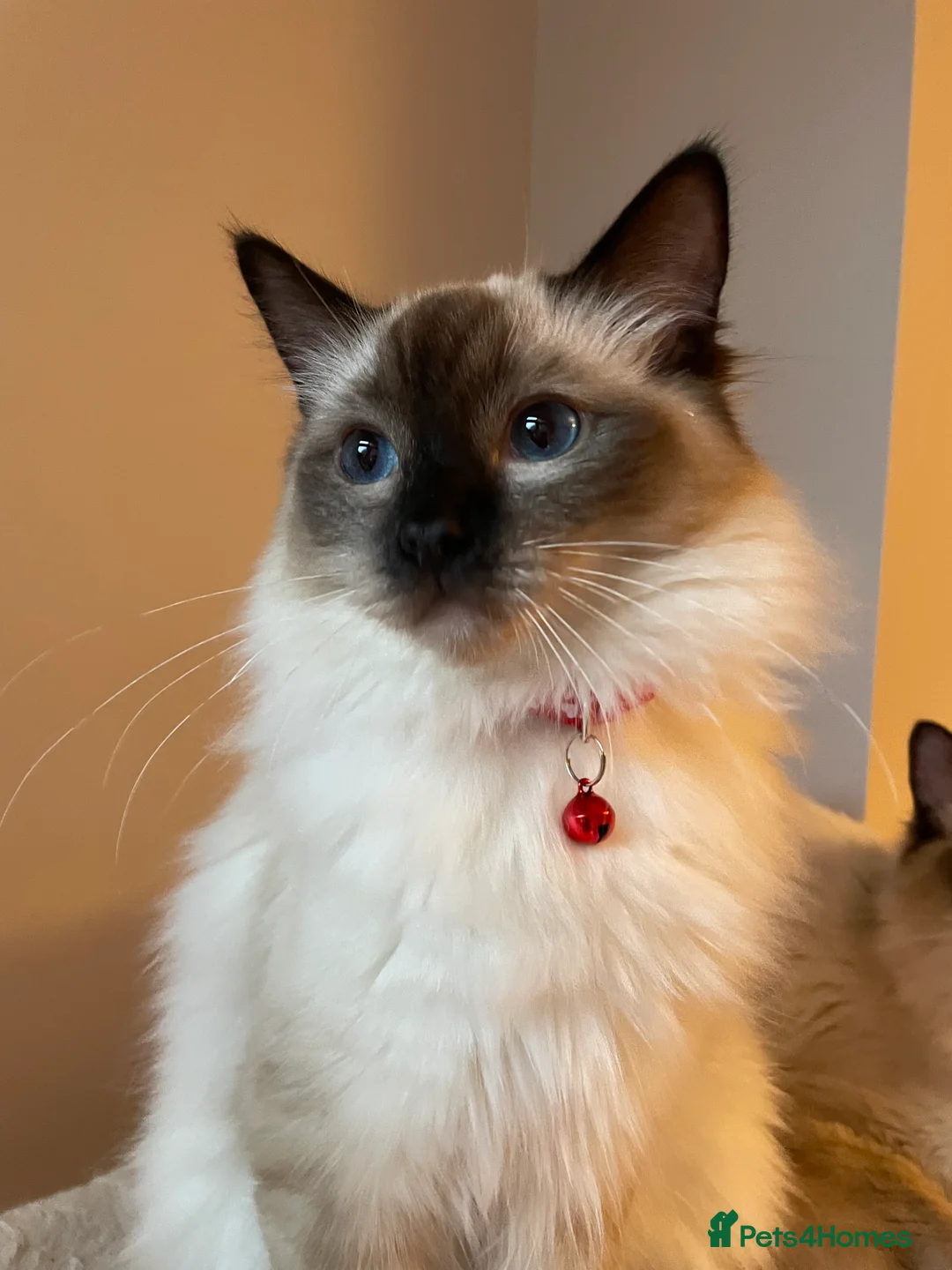 Ragdoll cats for sale: Beautiful Ragdoll boys - Advert 14