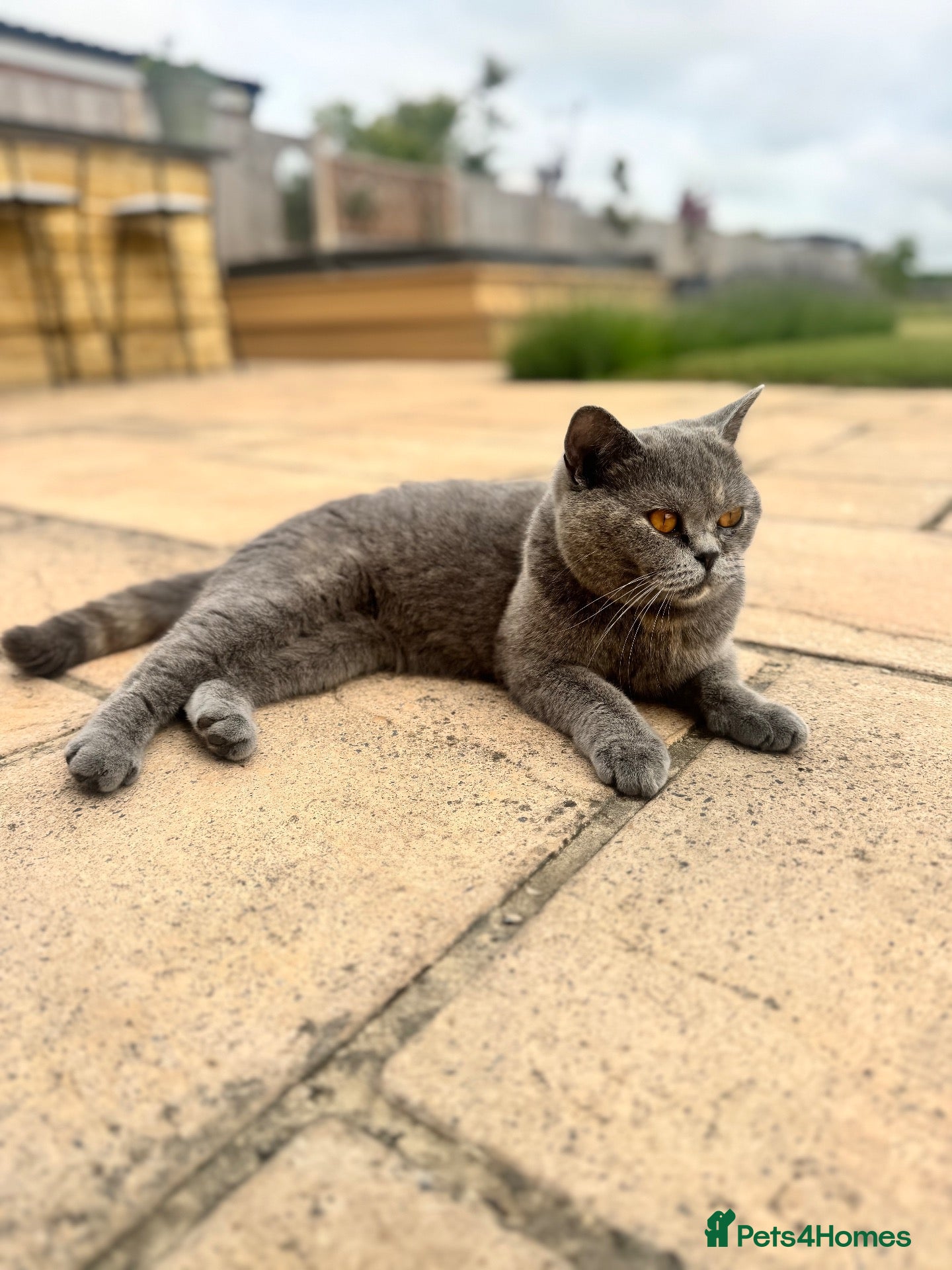 British Shorthair cats Pure breed BSH | Golden Flame Point | Ready Now  - Advert 2