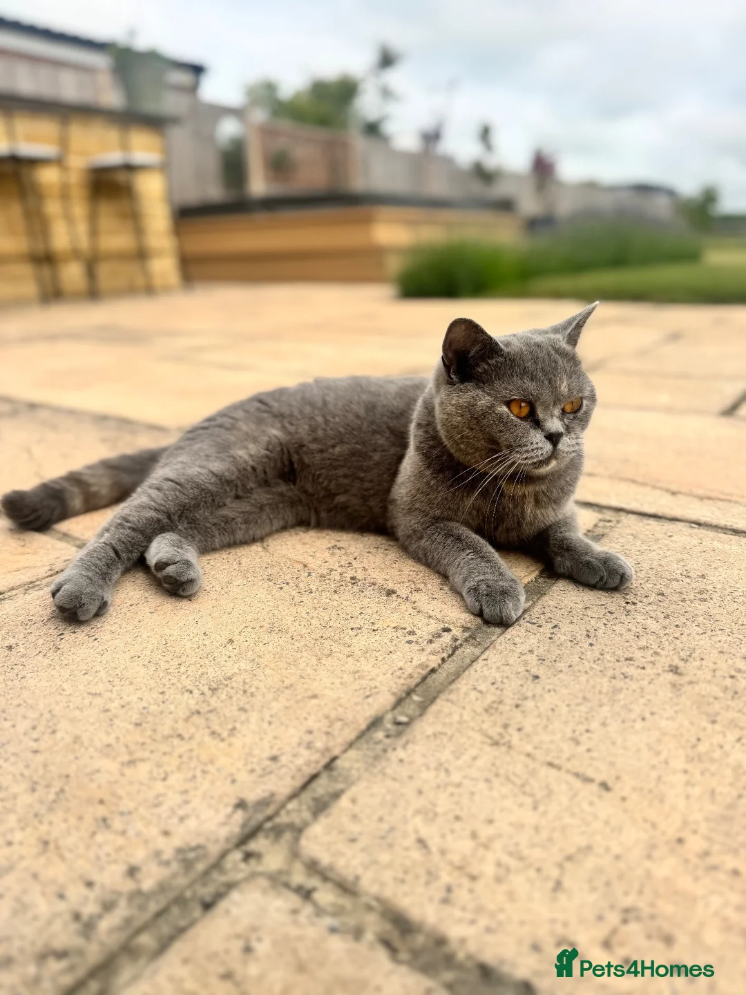 British Shorthair cats for sale: Pure breed BSH | Golden Flame Point | Ready Now  - Advert 2
