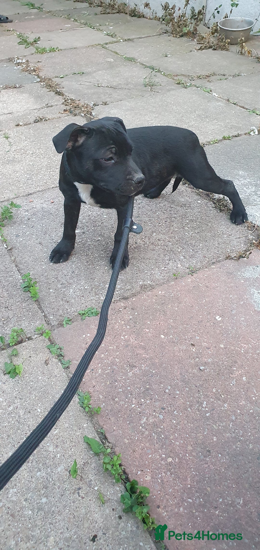 Staffordshire Bull Terrier dogs for sale: Black Staffordshire bull terrier  - Image 1