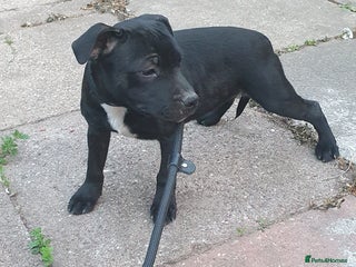 Staffordshire Bull Terrier dogs - Advert 34