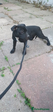 Staffordshire Bull Terrier dogs - Advert 2