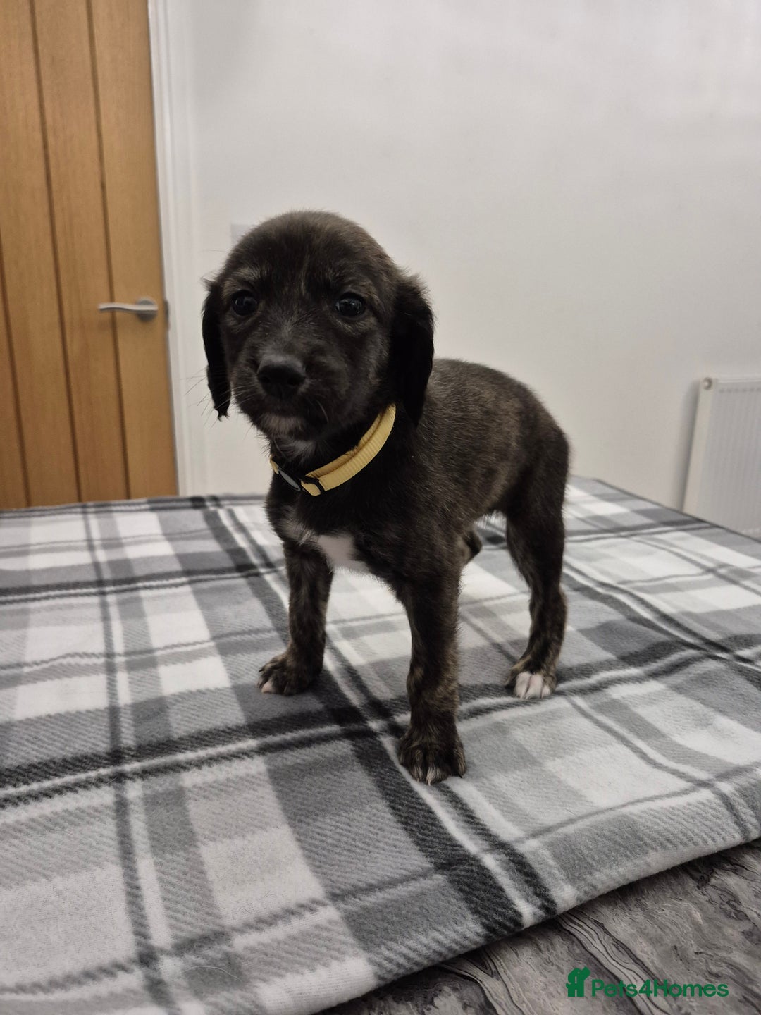 Lurcher dogs for sale: Beautiful litter of Lurcher pups - Advert 6