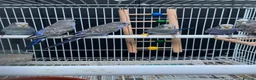 Budgerigars birds for sale: Beautiful budgies mutation job lot  - Advert 5