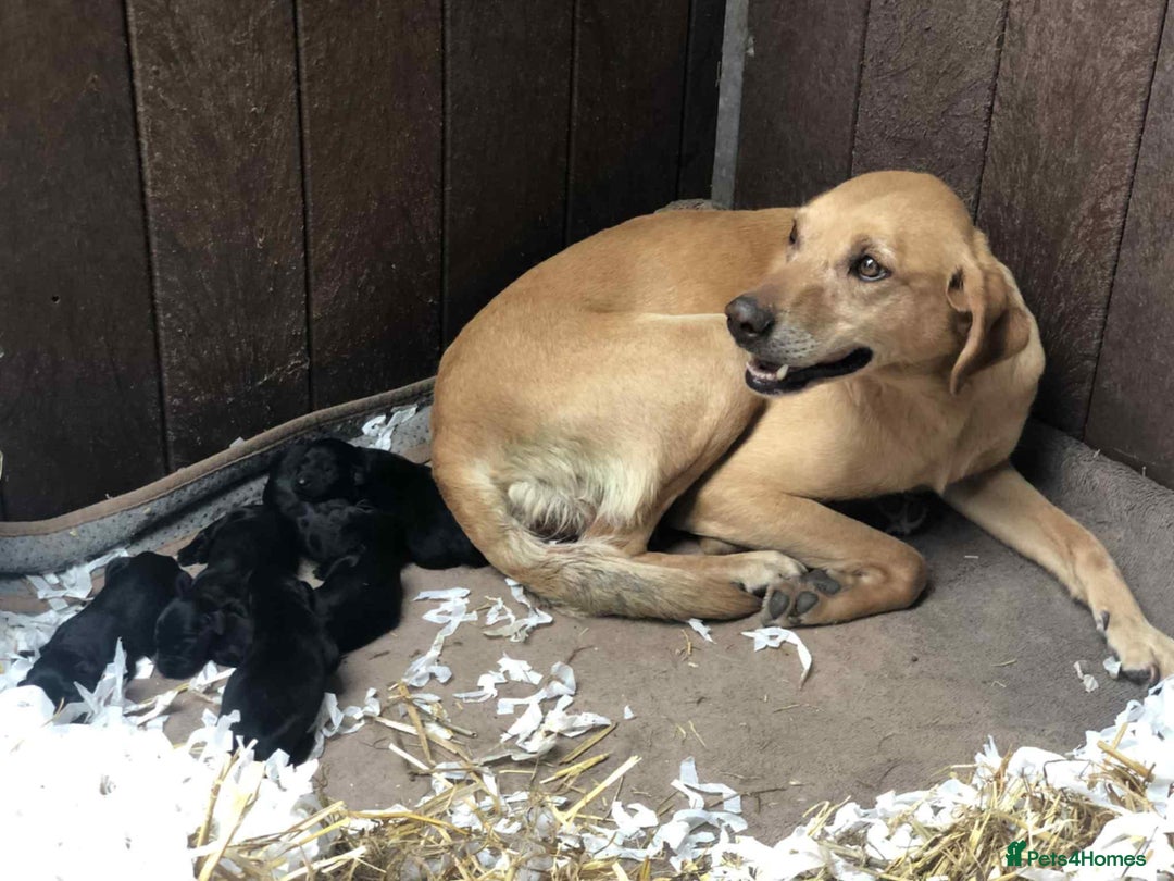 Labrador Retriever dogs for sale: Beautiful black lab pups KC Reg - Image 6