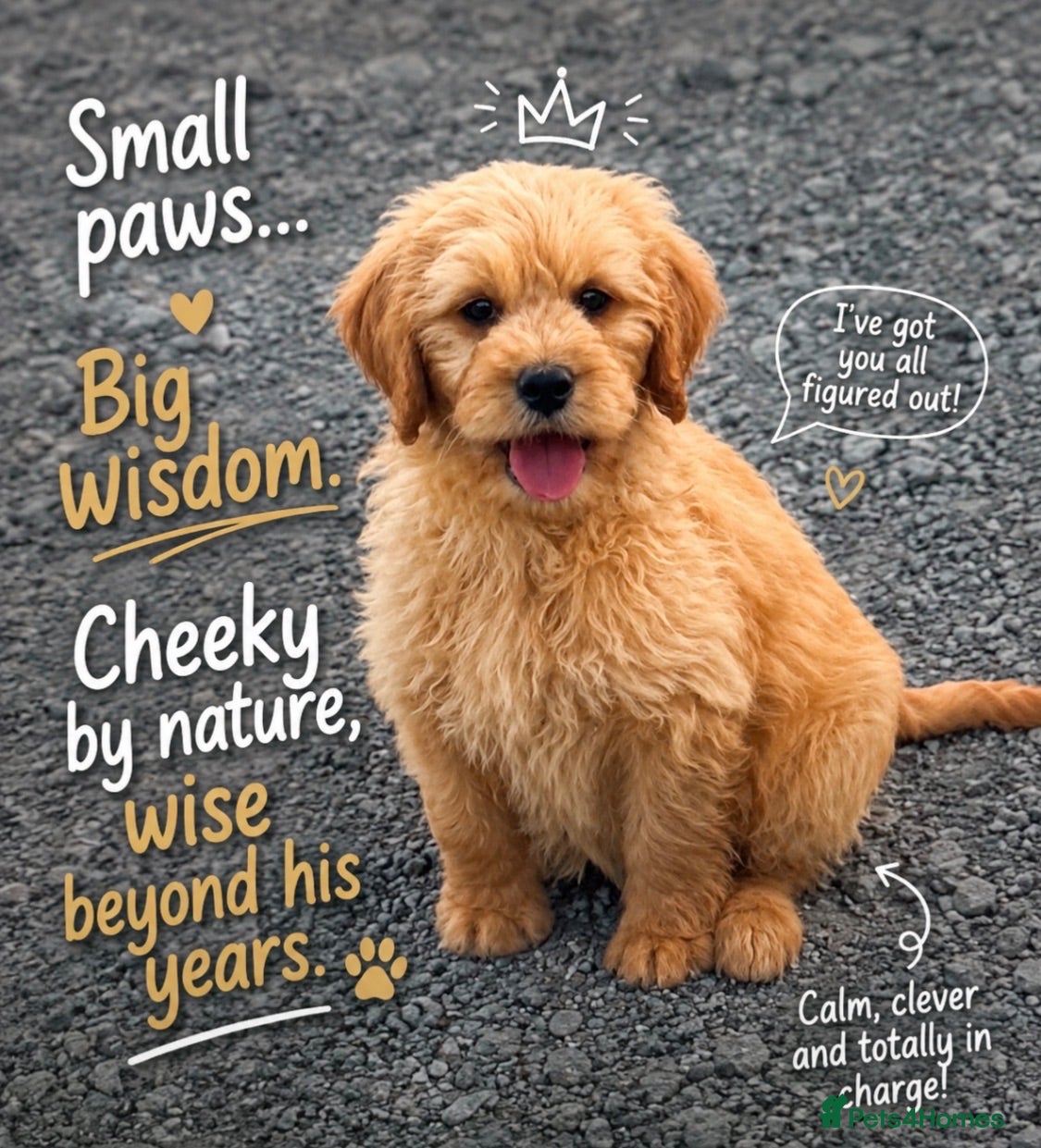 Mini Goldendoodle dogs Health-Tested Family Happy Sociable Goldendoodles - Advert 1