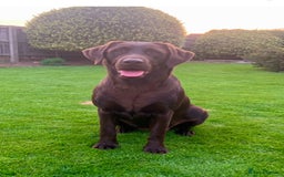 Labrador Retriever dogs for sale: 5 Stars 🌟 Chocolate Labradors  🌟  - Image 25
