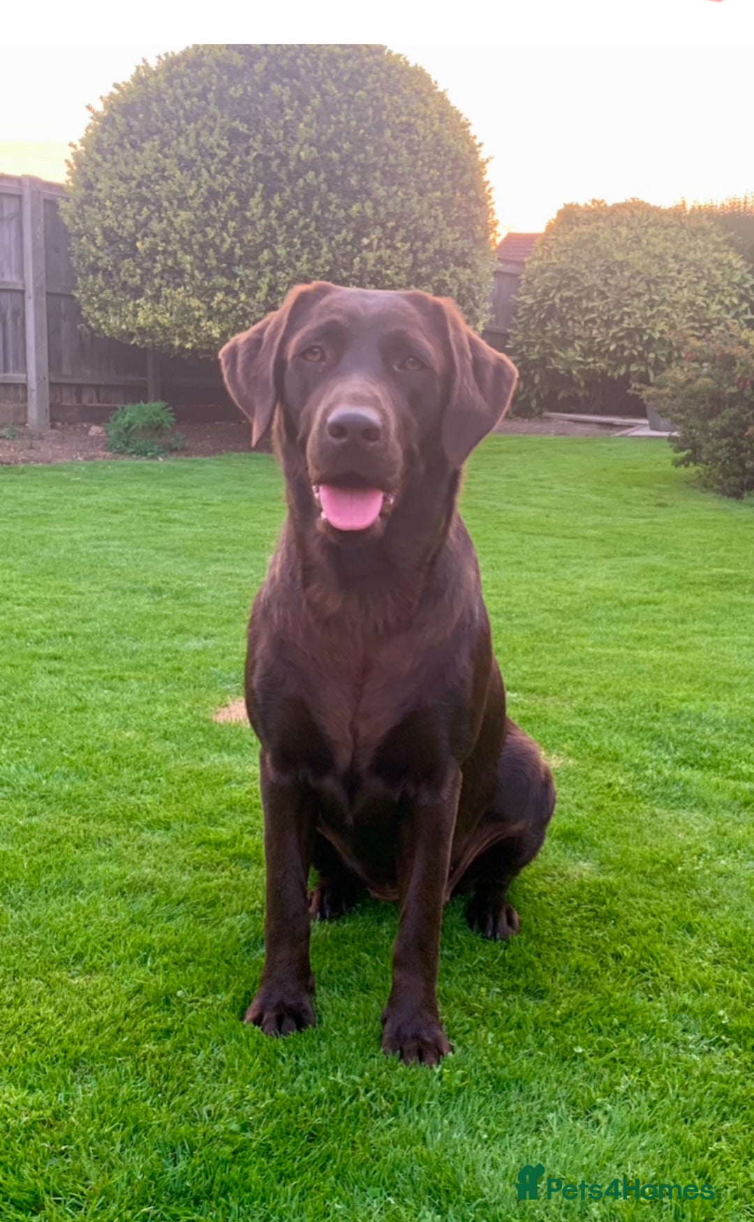 Labrador Retriever dogs for sale: 5 Stars 🌟 Chocolate Labradors  🌟  - Image 25