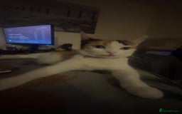 American Shorthair cats for sale: Milkshake the calico cat for sale - Image 8