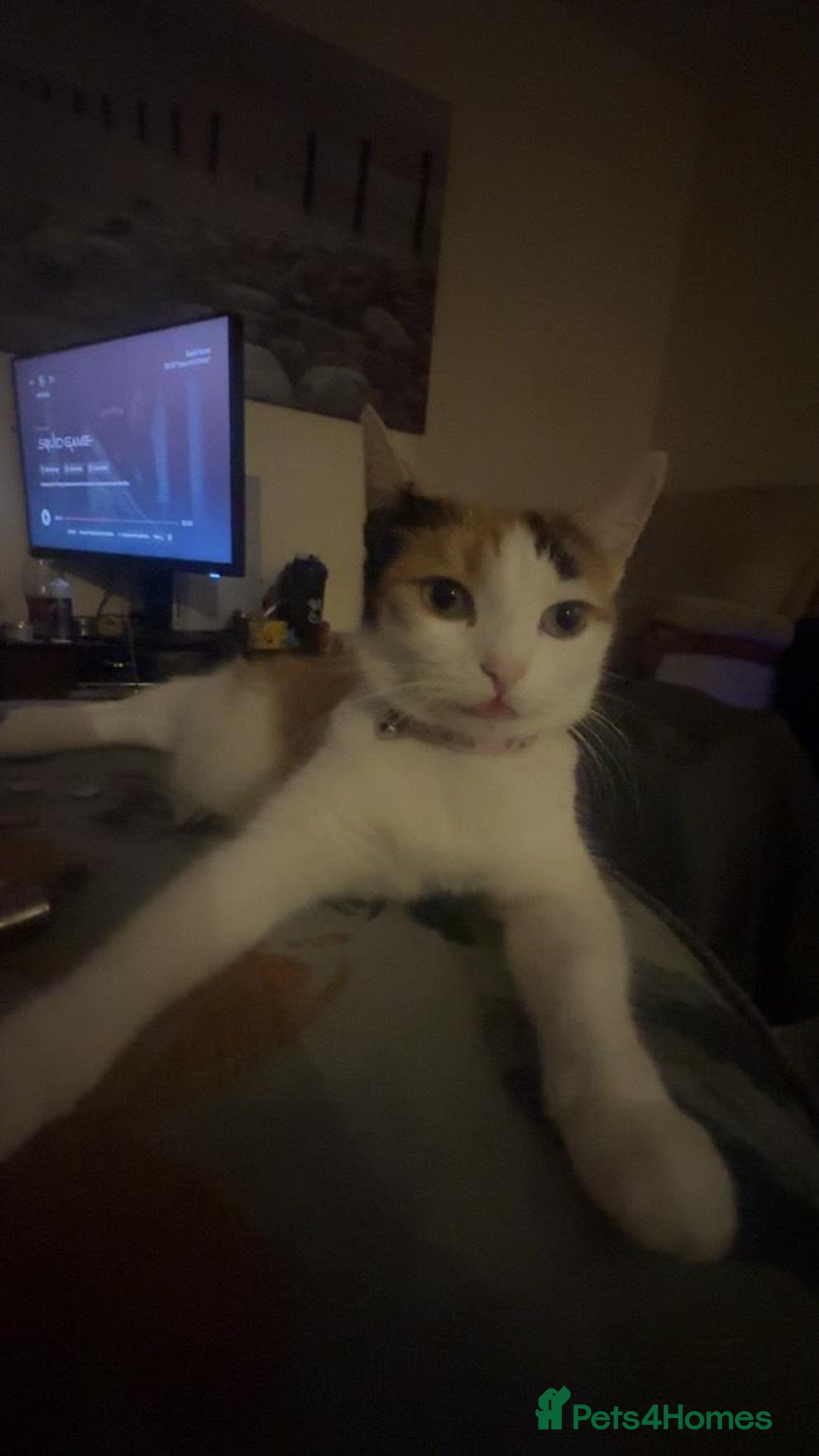 American Shorthair cats for sale: Milkshake the calico cat for sale - Image 8