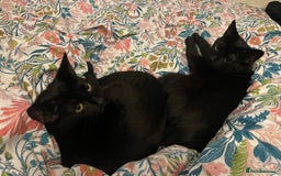 Domestic Shorthair cats for sale: 2 black cat sisters  - Image 1