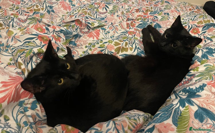 Domestic Shorthair cats - Advert 12