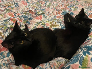 Domestic Shorthair cats - Advert 6