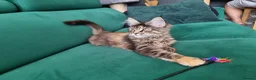 Maine Coon cats for sale: LAST TICA reg. female  - Advert 13