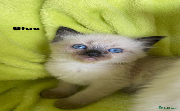 Ragdoll cats - Advert 15