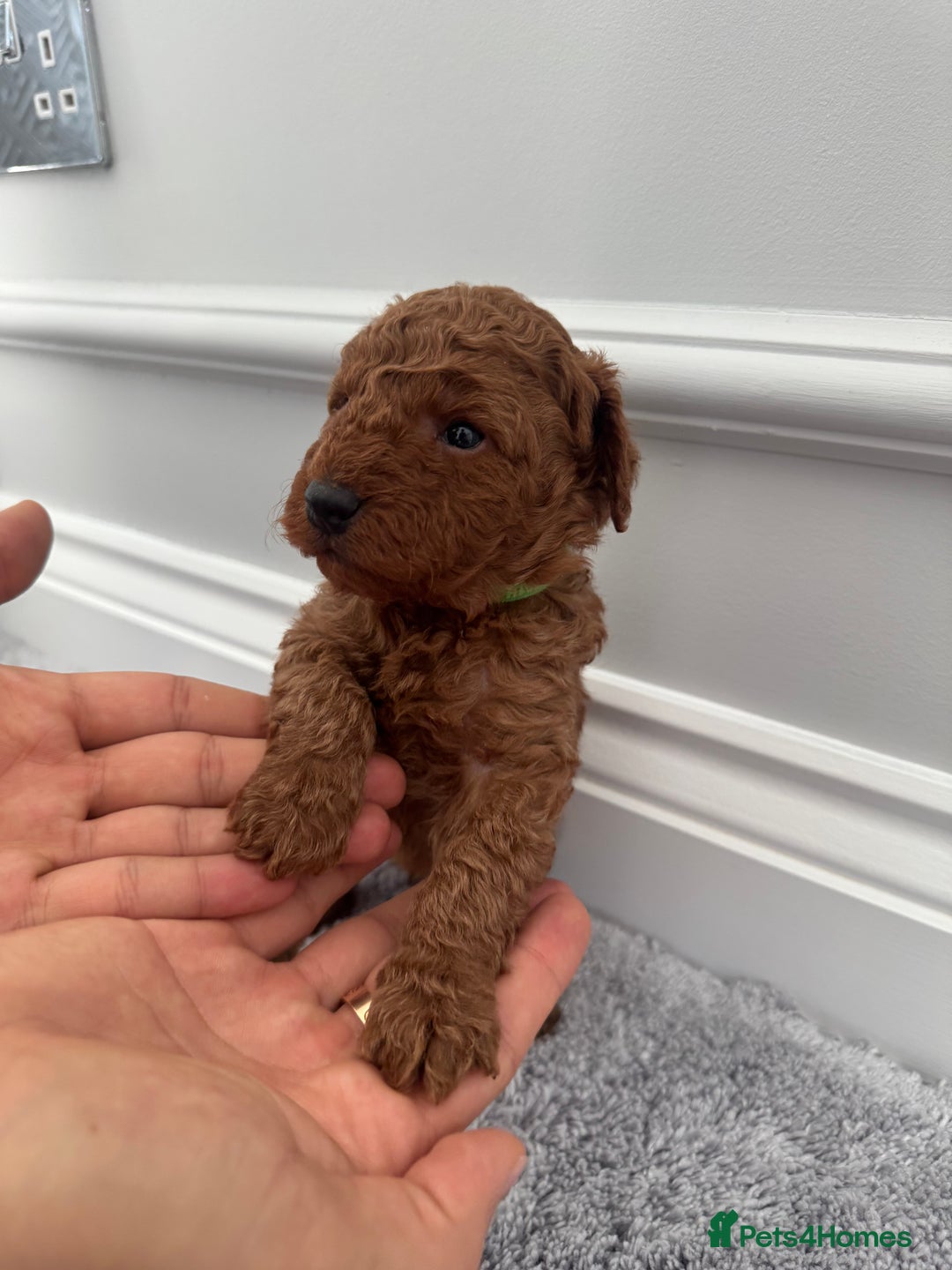 Cockapoo dogs for sale: ✨ Stunning F1b Cockerpoo Puppies Available ✨ - Advert 8