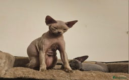 Devon Rex cats for sale: One Liliac boy available in Manchester - Image 3