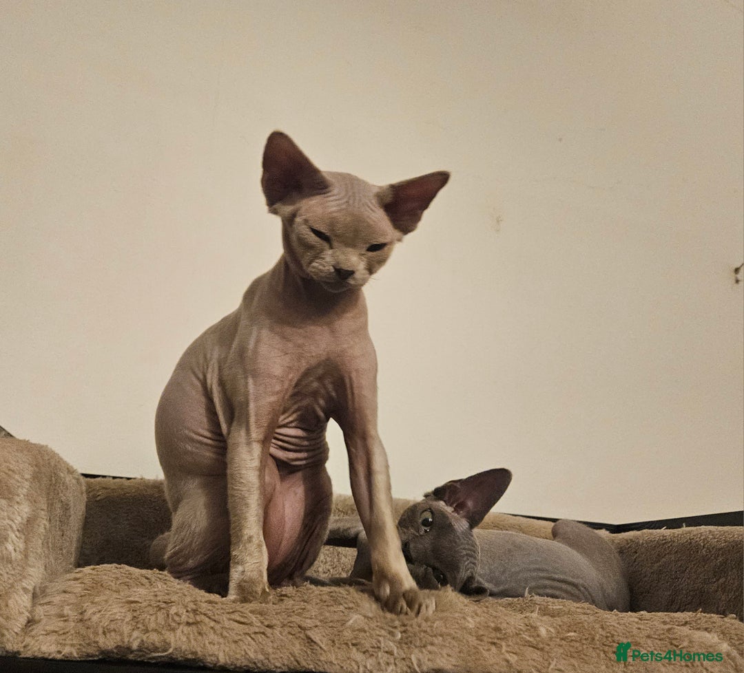 Devon Rex cats for sale: One Liliac boy available in Manchester - Image 3