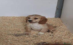 Cocker Spaniel dogs for sale: Fully vaccinated, Working type kc cocker spaniels - Image 7