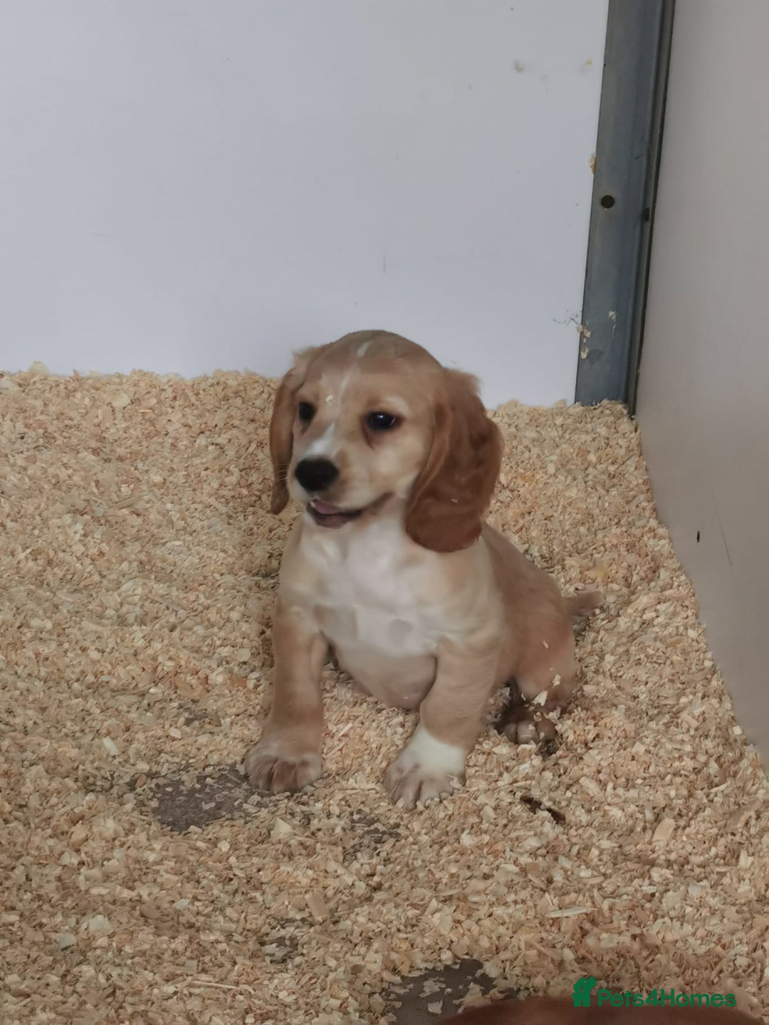 Cocker Spaniel dogs for sale: Fully vaccinated, Working type kc cocker spaniels - Image 7