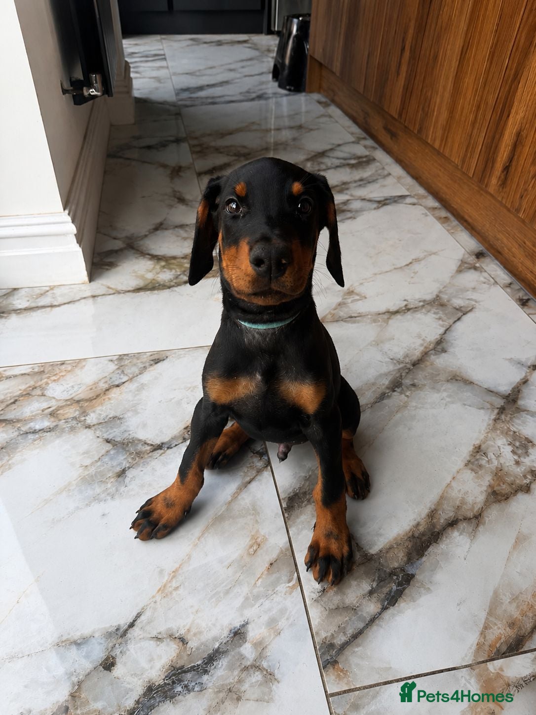 Dobermann dogs **ONLY 1 LEFT,READY NOW,BEAUTIFUL DOBERMAN PUPPIES - Advert 1