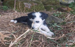 Bearded Collie dogs for sale: Working Bearded Collie pups. - Image 3