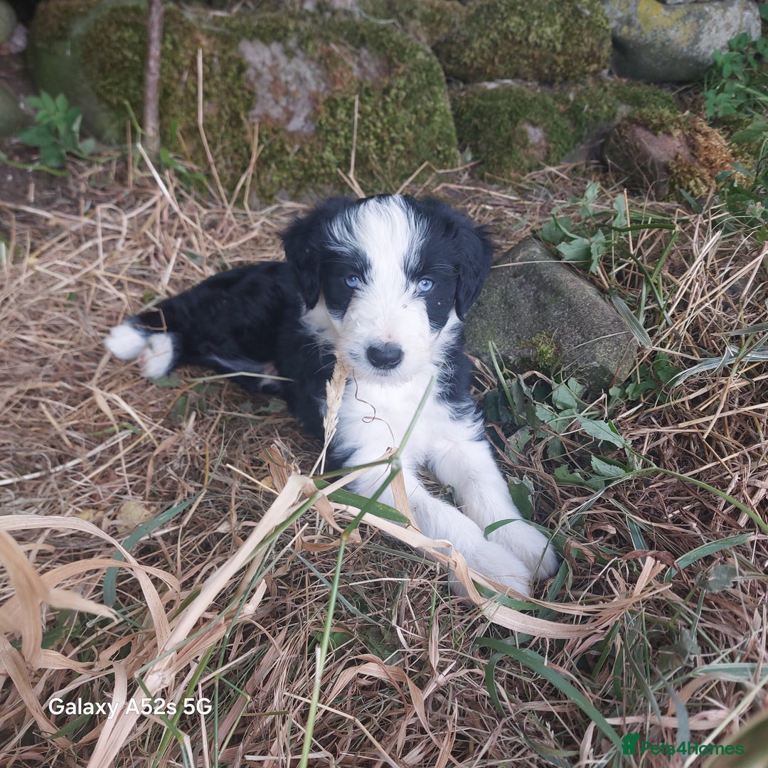 Bearded Collie dogs for sale: Working Bearded Collie pups. - Image 3