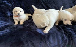 Golden Retriever dogs for sale: Stunning KC Golden Retriever puppies - Image 4