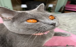 British Shorthair cats for sale: British Shorthair Kittens For Sale - Advert 2