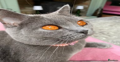 British Shorthair cats British Shorthair Kittens For Sale - Advert 7